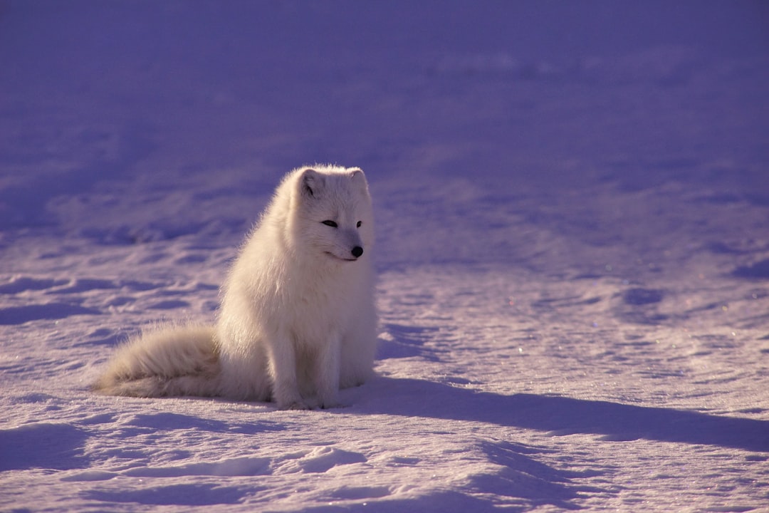 Highland Animal Hospital: Providing Quality Care for Highland Wildlife